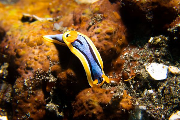 Anna's Chromodoris