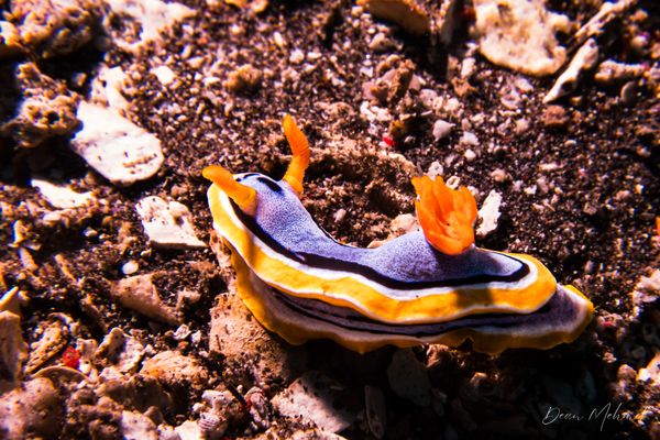 Anna's Chromodoris