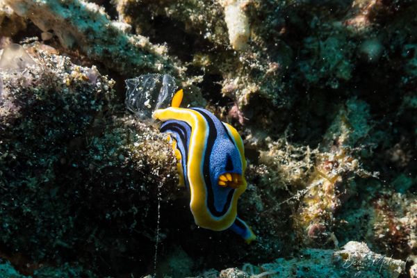 Anna's Chromodoris - Amed, Bali - 4 July 2026 - Dive 2 - Senta