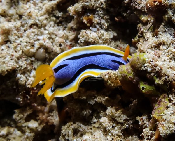Anna's Chromodoris - Photo 13