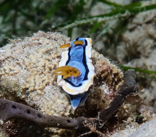 Anna's Chromodoris - Puerto Galera - 9 June 2025 - Dive 0