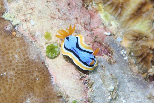Anna's Chromodoris - Puerto Galera - 10 June 2025 - Dive 3