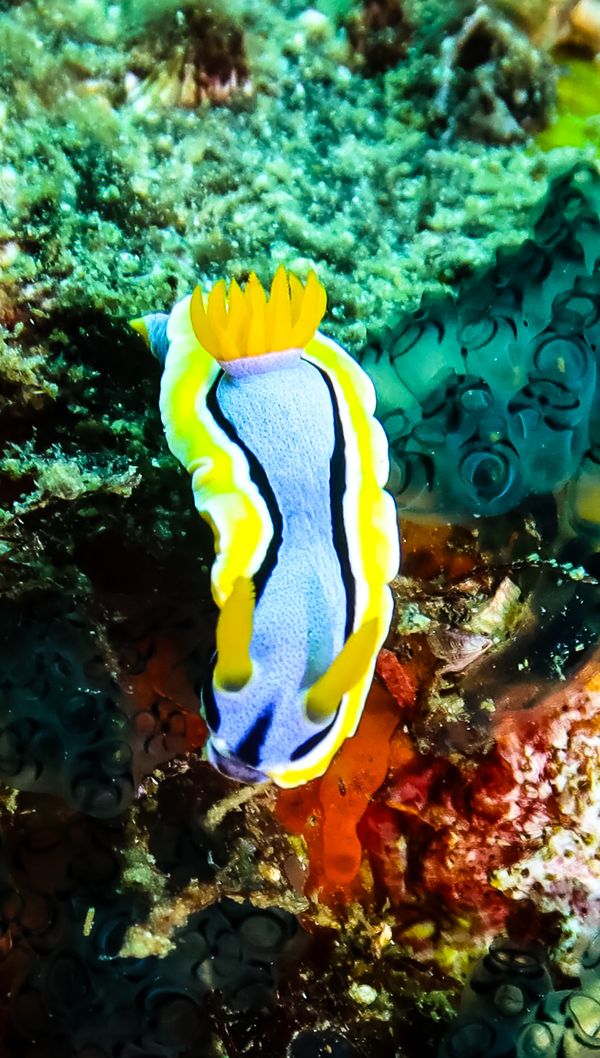 Anna's Chromodoris - Anilao - 12 June 2025 - Dive 1