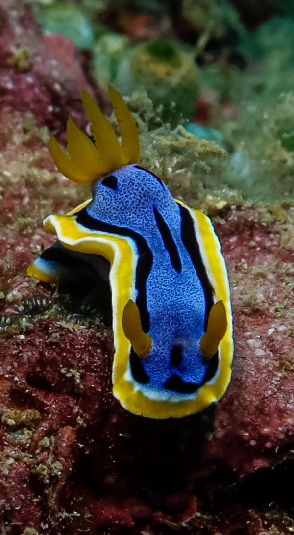 Anna's Chromodoris - Anilao - 12 June 2025 - Dive 1