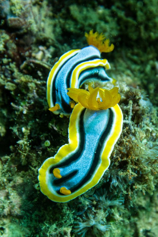 Anna's Chromodoris - Photo 20