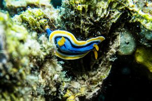 Anna's Chromodoris
