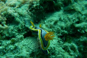 Anna's Chromodoris
