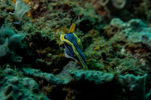 Anna's Chromodoris