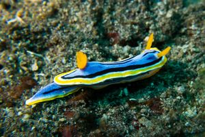 Anna's Chromodoris