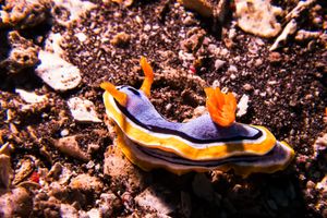 Anna's Chromodoris