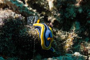 Anna's Chromodoris