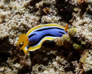 Anna's Chromodoris from Philippines 2025