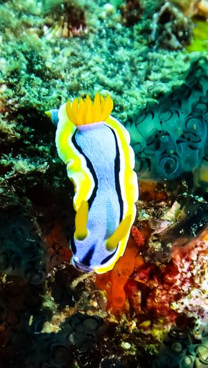 Anna's Chromodoris