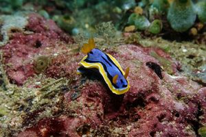 Anna's Chromodoris