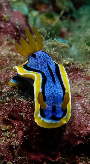 Anna's Chromodoris