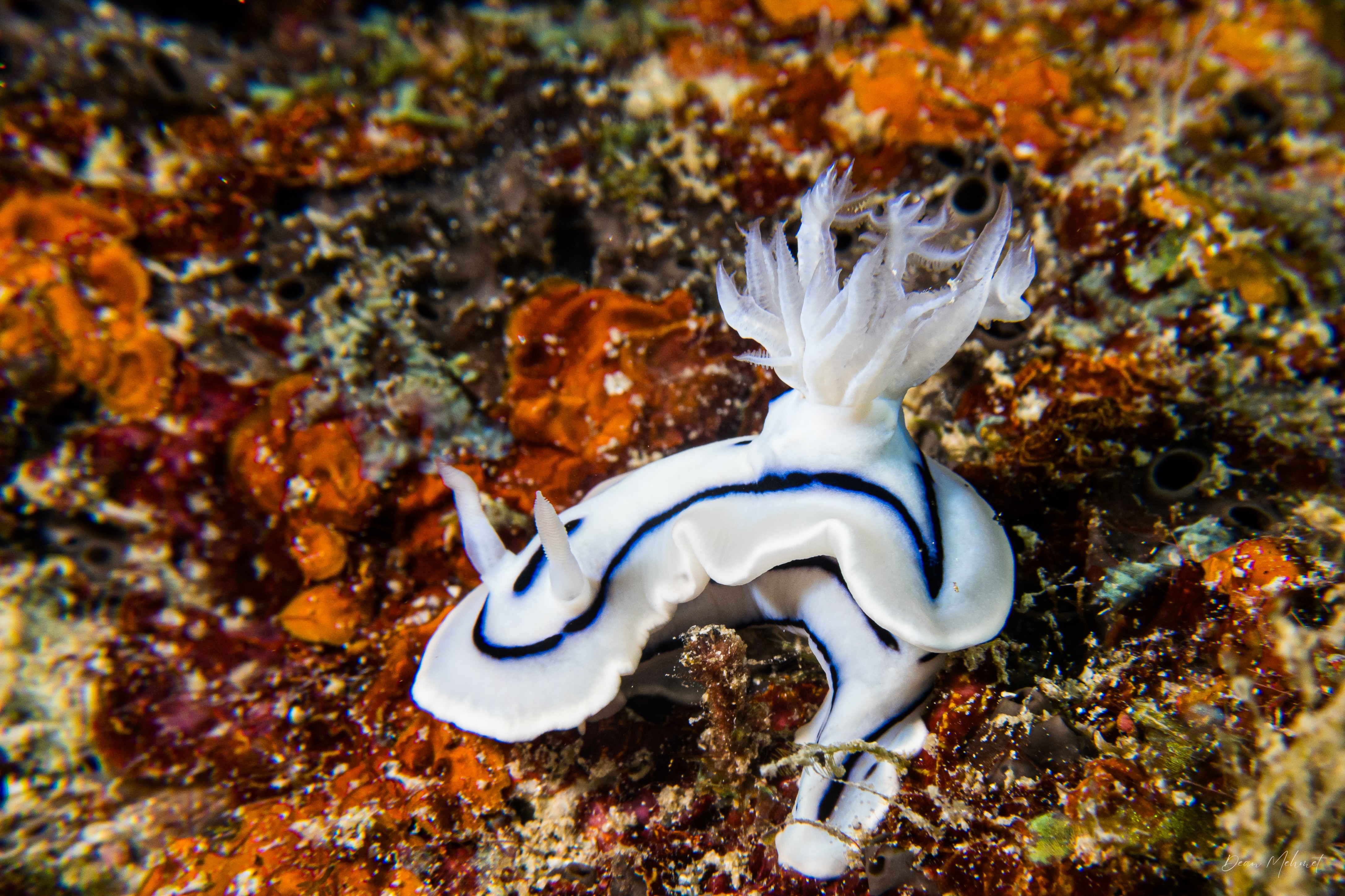 Loch's Chromodoris