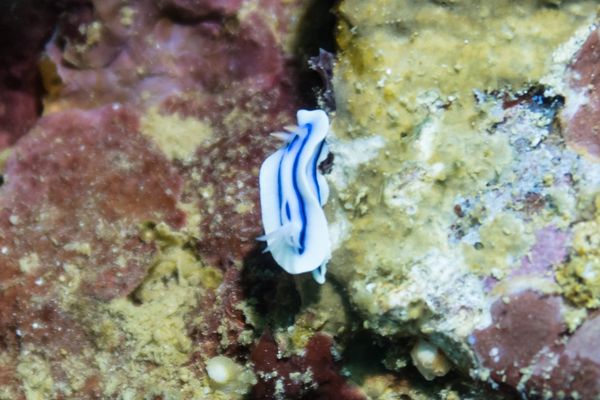 Loch's Chromodoris - Beqa - 9 June 2025 - Dive 0