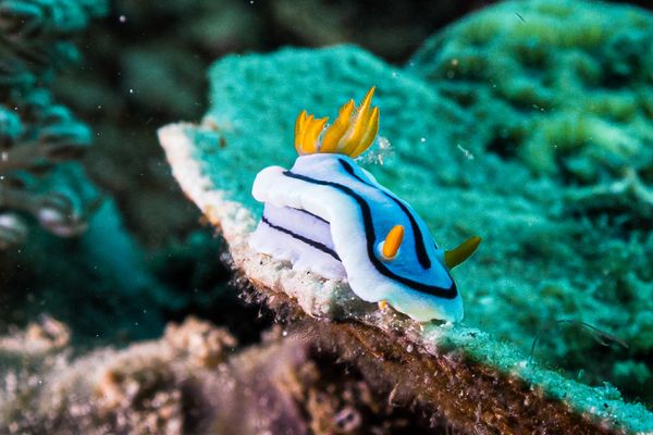 Loch's Chromodoris