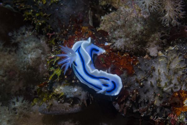 Loch's Chromodoris - Dauin - 7 June 2026 - Dive 1 - Largahan