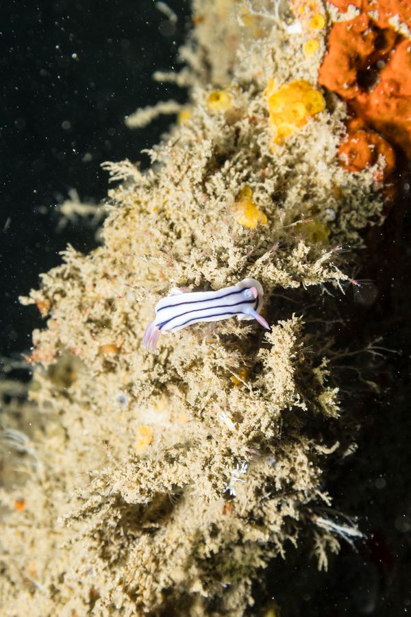 Loch's Chromodoris - Espiritu Santo, Vanuatu / Aug 11, 2025