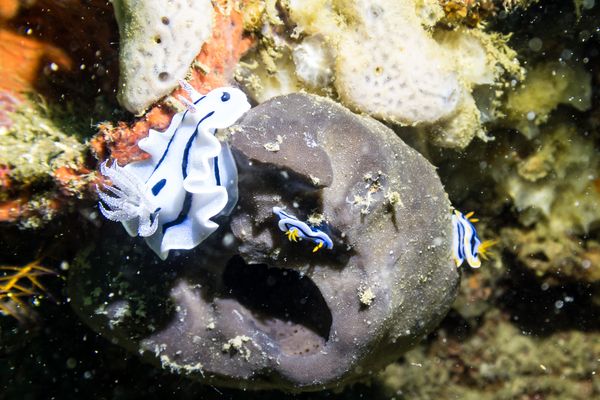 Loch's Chromodoris - Photo 8