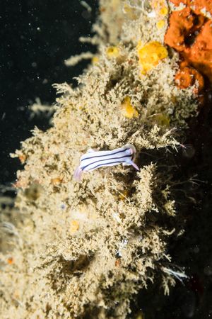 Loch's Chromodoris