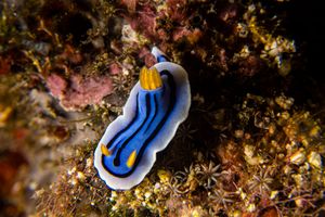 Loch's Chromodoris from Manado & Bunaken