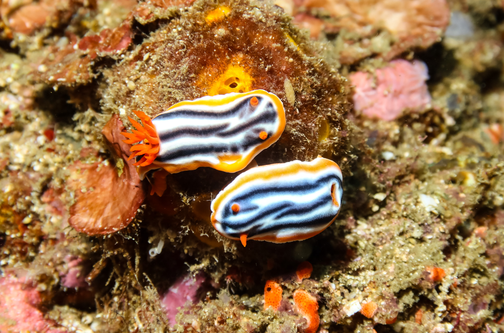 Magnificent Chromodoris
