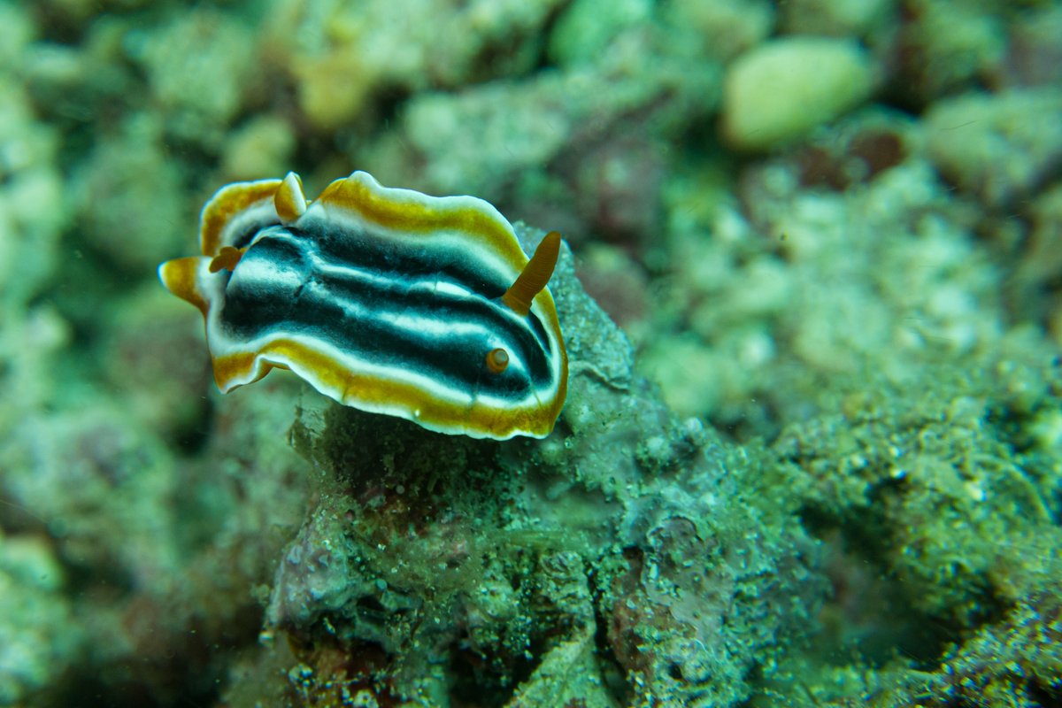 Magnificent Chromodoris hero image