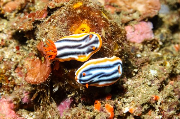 Magnificent Chromodoris - Puerto Galera - 10 June 2025 - Dive 3