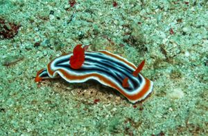 Magnificent Chromodoris from Philippines 2025