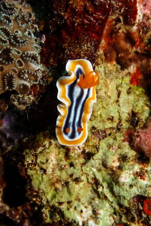 Magnificent Chromodoris