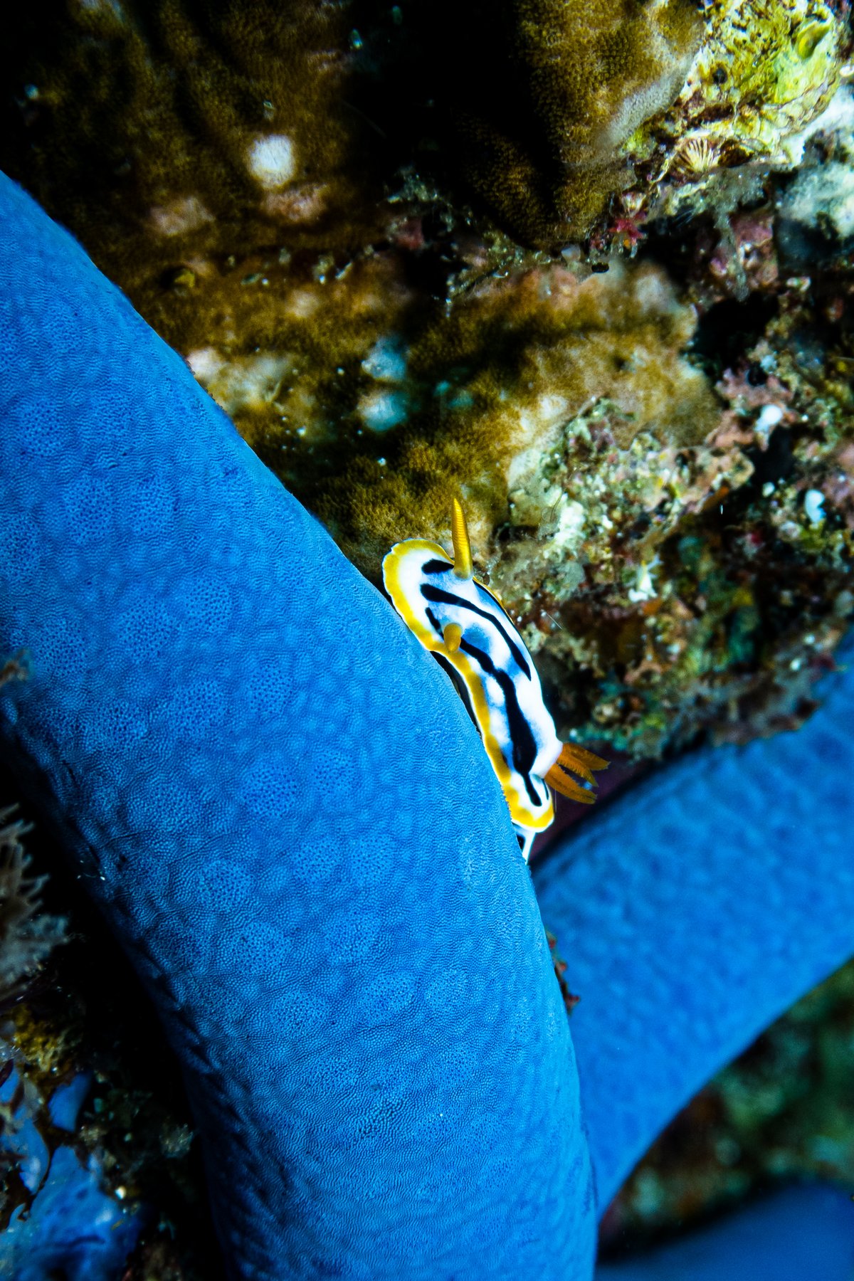 Streaked Chromodoris
