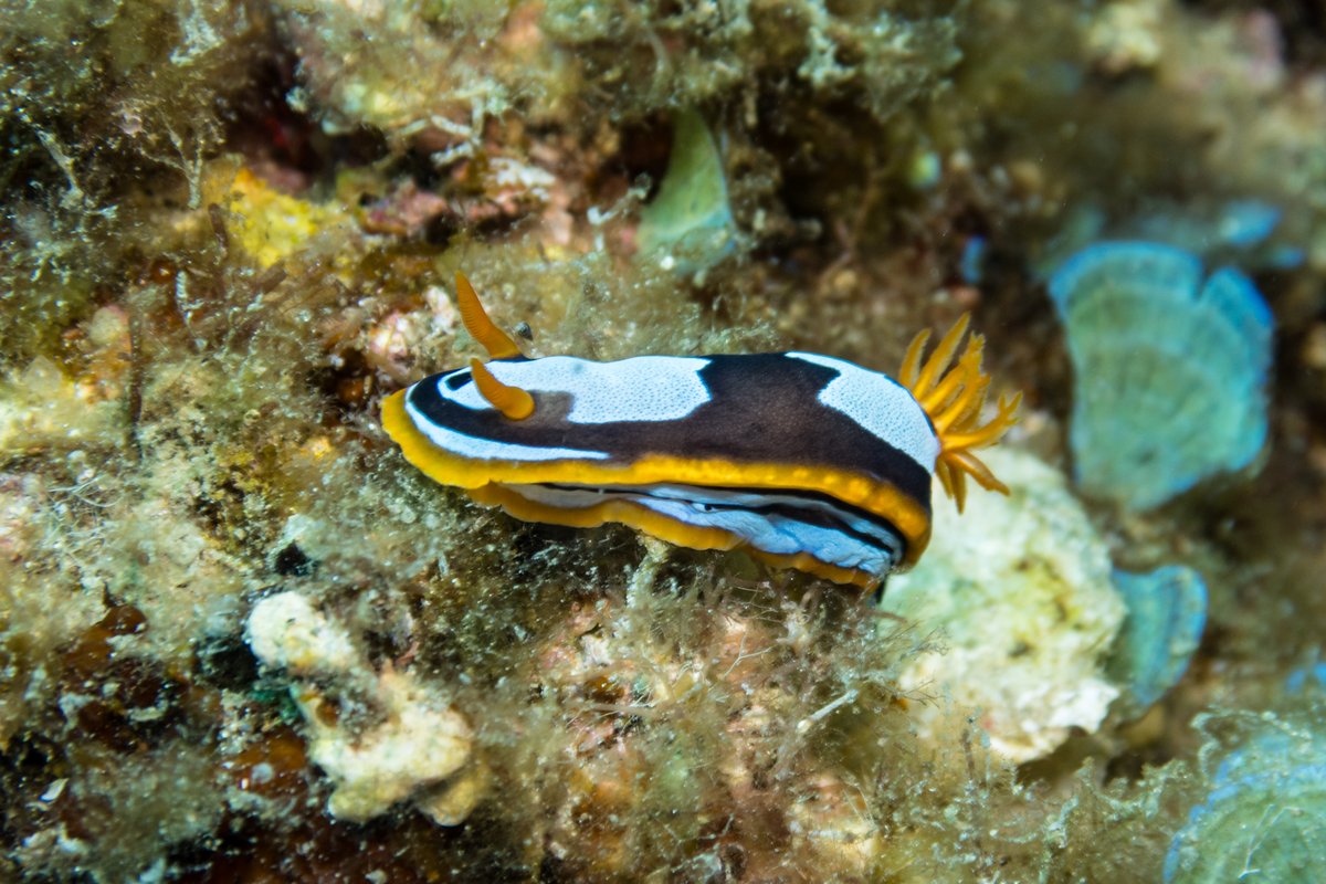 Western Chromodoris hero image