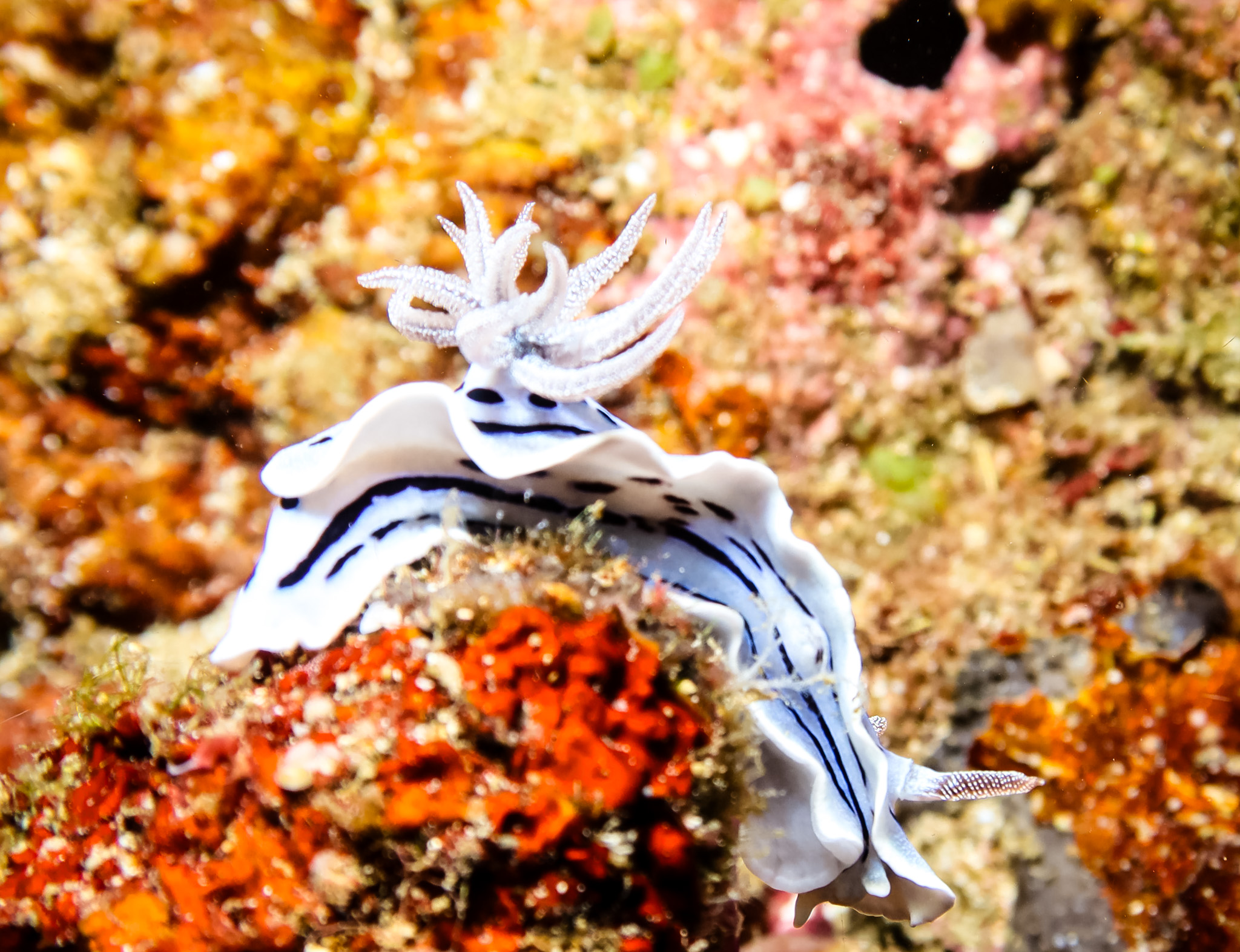 Willan's Chromodoris