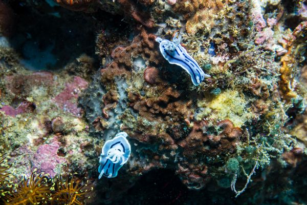 Willan's Chromodoris