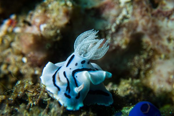 Willan's Chromodoris