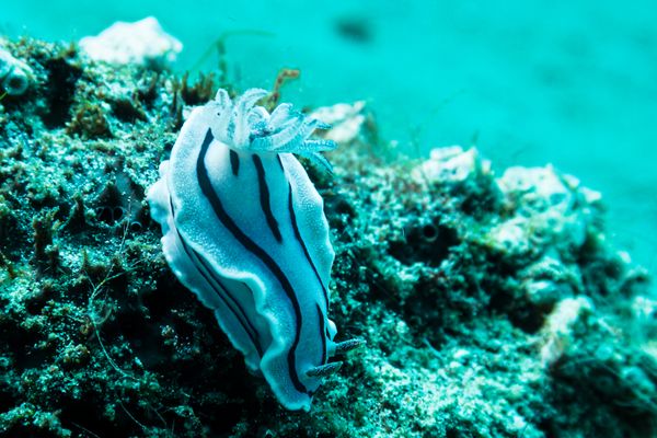 Willan's Chromodoris