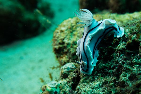 Willan's Chromodoris