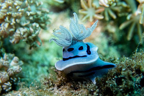 Willan's Chromodoris
