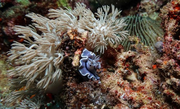 Willans Chromodoris - Photo 7
