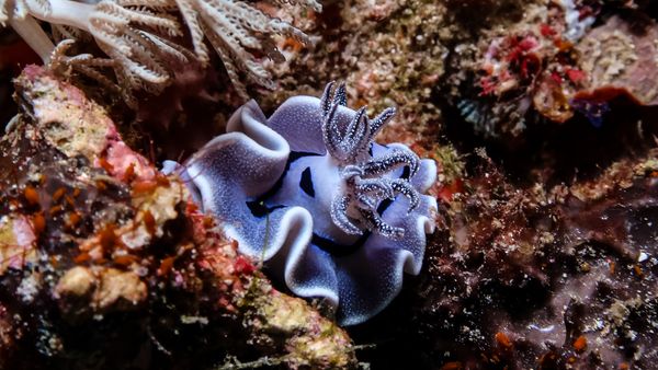 Willans Chromodoris - Photo 8