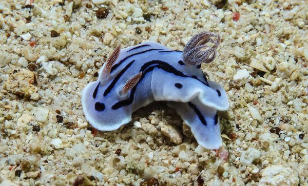 Willans Chromodoris - Photo 11