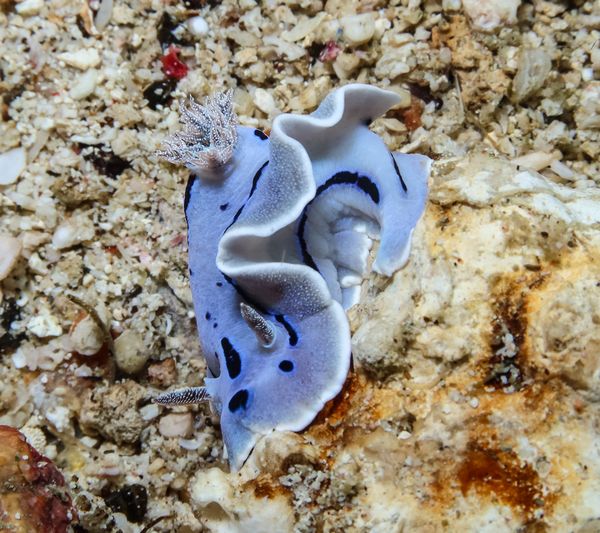 Willan's Chromodoris - Puerto Galera - 9 June 2025 - Dive 0