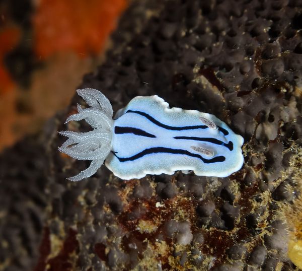 Willan's Chromodoris - Puerto Galera - 9 June 2025 - Dive 0