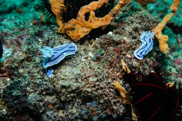 Willan's Chromodoris - Anilao - 12 June 2025 - Dive 1