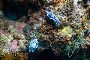 Willan's Chromodoris