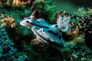 Willan's Chromodoris