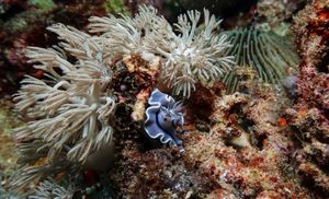 Willan's Chromodoris