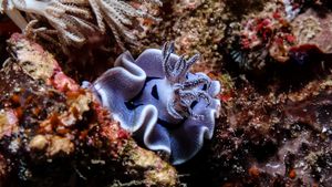 Willan's Chromodoris